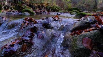 Maple and oak leaves float in water that reflects the sky and trees. video