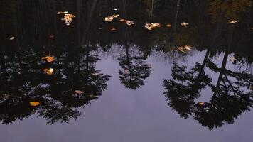 Maple and oak leaves float in water that reflects the sky and trees. video