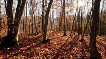 Sun rays break through the golden and orange foliage of magnificent autumn tree. video