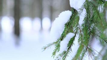 Snowy weather in the forest, snowdrift. Tree branches covered with snow video