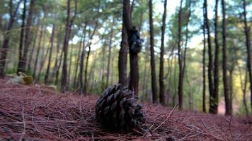 Close-up of a pinecone, ground-level view. video