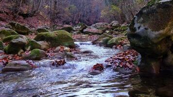Maple and oak leaves float in water that reflects the sky and trees. video