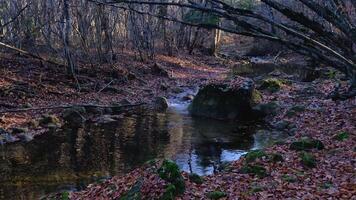 Maple and oak leaves float in water that reflects the sky and trees. video