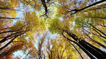 yellow autumn trees over blue sky video