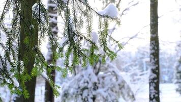 Snowy weather in the forest, snowdrift. Tree branches covered with snow video