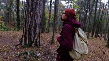 man is enjoying nature, walking alone in forest at autumn day video