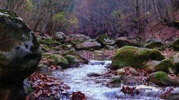 Maple and oak leaves float in water that reflects the sky and trees. video