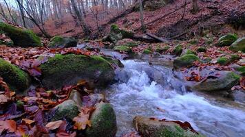 Maple and oak leaves float in water that reflects the sky and trees. video