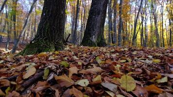 Sun rays break through the golden and orange foliage of magnificent autumn tree. video