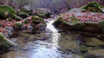 Maple and oak leaves float in water that reflects the sky and trees. video