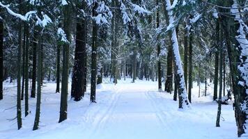 Walking in forest on hiking trail while snowing in winter video