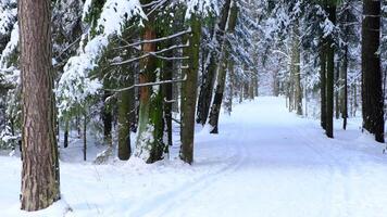 Walking in forest on hiking trail while snowing in winter video