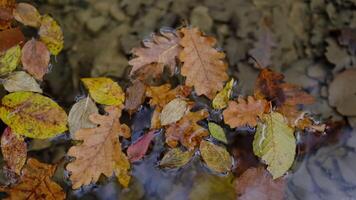 Maple and oak leaves float in water that reflects the sky and trees. video