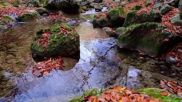 Maple and oak leaves float in water that reflects the sky and trees. video