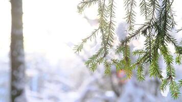 Snowy weather in the forest, snowdrift. Tree branches covered with snow video