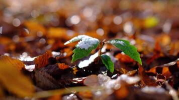 first snow covered autumn colored leaves in tree video