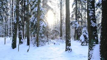 Walking in forest on hiking trail while snowing in winter video