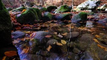 Maple and oak leaves float in water that reflects the sky and trees. video