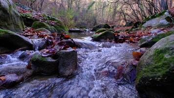 Maple and oak leaves float in water that reflects the sky and trees. video