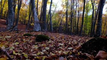 Sun rays break through the golden and orange foliage of magnificent autumn tree. video