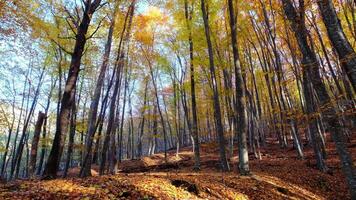 Sun rays break through the golden and orange foliage of magnificent autumn tree. video