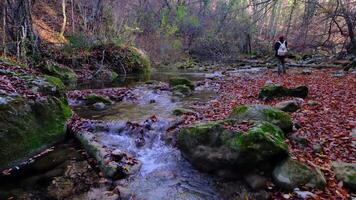 Maple and oak leaves float in water that reflects the sky and trees. video