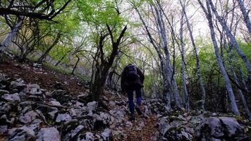 Traveler Guy walks in Picturesque Place of Wildlife video