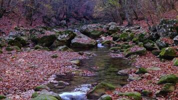 Maple and oak leaves float in water that reflects the sky and trees. video
