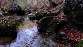 Maple and oak leaves float in water that reflects the sky and trees. video
