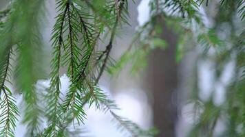 Snowy weather in the forest, snowdrift. Tree branches covered with snow video