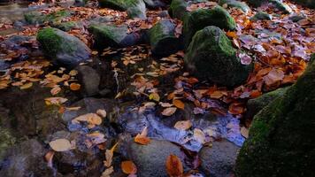 Maple and oak leaves float in water that reflects the sky and trees. video