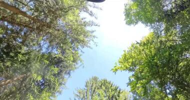 Cyclist riding through a forest trail, transitioning from rider focus to forward motion perspective video