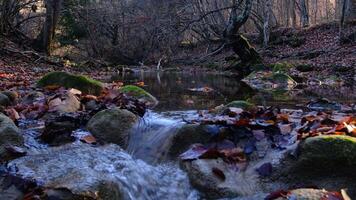 Maple and oak leaves float in water that reflects the sky and trees. video