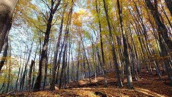 Sun rays break through the golden and orange foliage of magnificent autumn tree. video