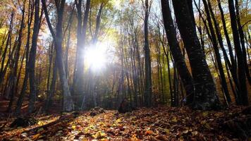 Sun rays break through the golden and orange foliage of magnificent autumn tree. video