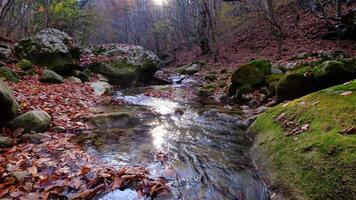 Maple and oak leaves float in water that reflects the sky and trees. video