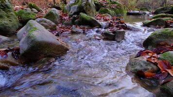 Maple and oak leaves float in water that reflects the sky and trees. video
