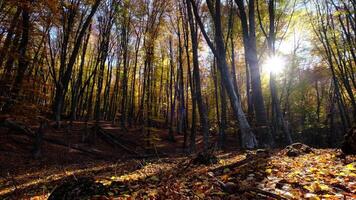Sun rays break through the golden and orange foliage of magnificent autumn tree. video