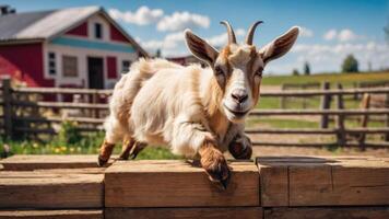 A playful goat jumps over a wooden fence on a sunny farm. photo