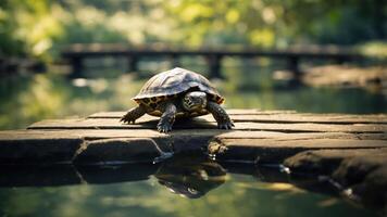 A turtle resting on a wooden platform by a serene water body. photo