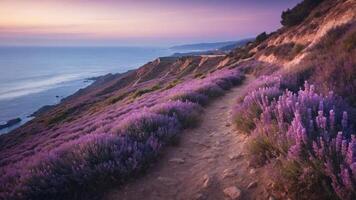 A serene coastal path lined with blooming lavender under a colorful sunset sky. photo