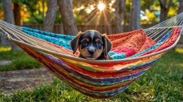 A playful puppy resting in a colorful hammock under sunlight. photo