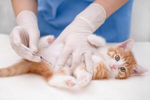 vet gives an injection to a little kitten photo