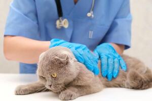 Veterinarian examining gray Scottish cat photo