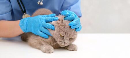 veterinarian checking ears of gray Scottish cat photo