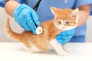 veterinarian listening with stethoscope photo