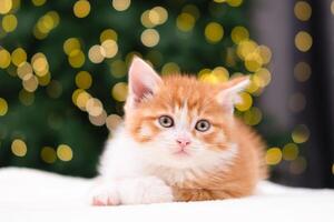Cute red kitten on Christmas background with bokeh photo