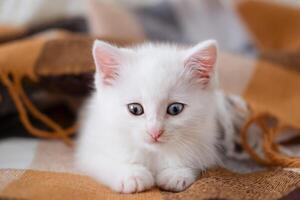 White cute kitten lies on a checkered blanket photo