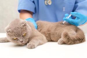 vet gives an injection to gray Scottish cat photo