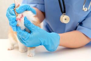 veterinarian examining the teeth of a small kitten photo